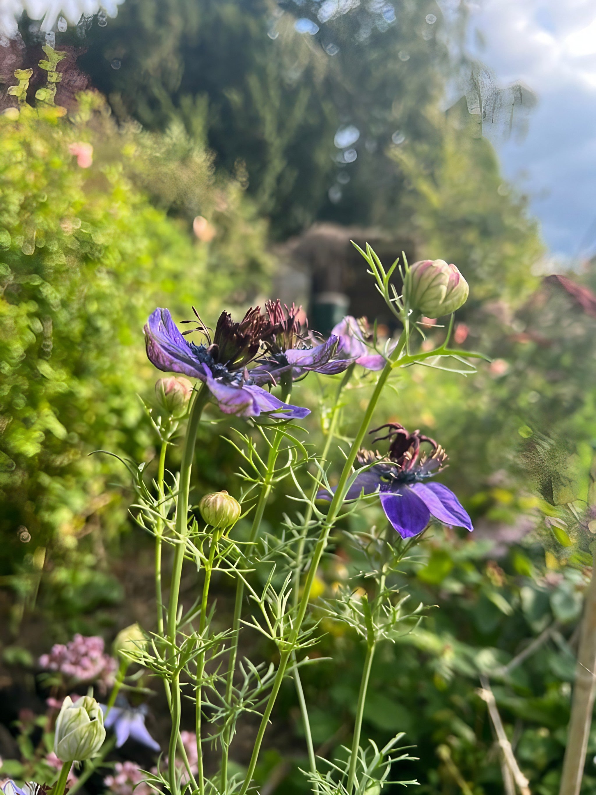 Nigella Hispanica attracting a bee in the garden
