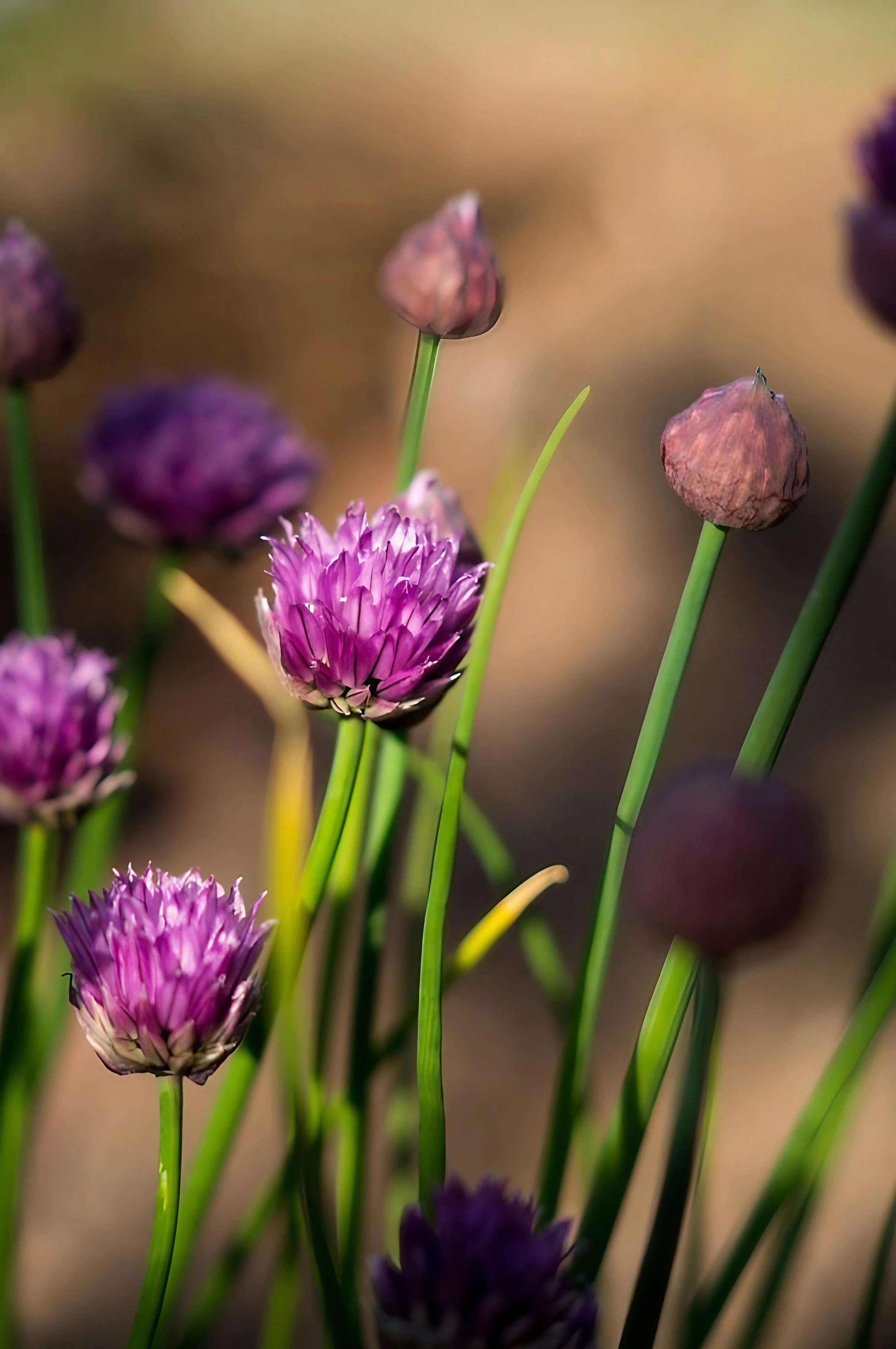 Fresh chives with purple blossoms in a garden setting
