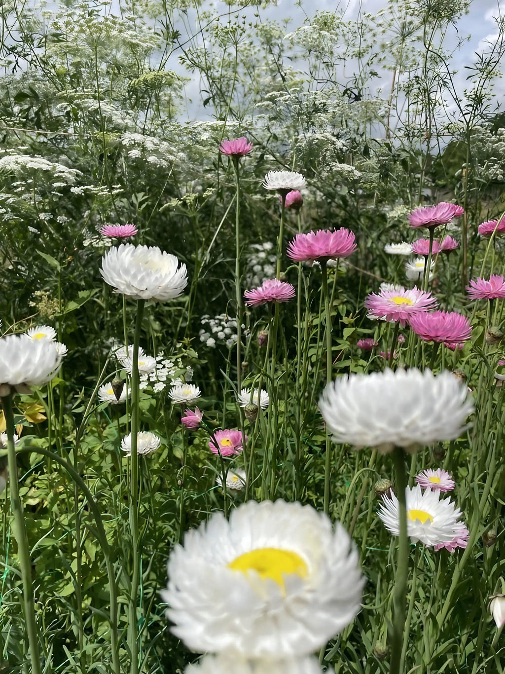 A close-up of Strawflower Helipterum Roseum Mixed by Bishy Barnabees Cottage Garden shows clusters of white and pink blooms on tall green stems, with seeds set against paper daisy seeds and a partly cloudy sky.