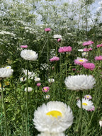 A close-up of Strawflower Helipterum Roseum Mixed by Bishy Barnabees Cottage Garden shows clusters of white and pink blooms on tall green stems, with seeds set against paper daisy seeds and a partly cloudy sky.