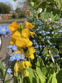 Wallflower Cloth of Gold by Bishy Barnabees Cottage Garden shines in bright yellow, surrounded by blue flowers and green leaves with a soft-focus backdrop—an ideal choice for any cottage garden plant enthusiast.