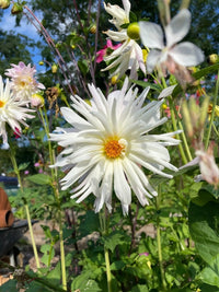A close-up of Bishy Barnabees Cottage Garden’s Dahlia Cactus Mixed shows large, spiky blooms with yellow centers and green leaves amid other colorful flowers in a sunlit garden, with blurred trees and blue sky in the background.