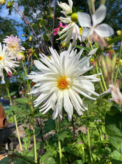 Cluster of white cactus dahlias showcasing their sunny yellow centers