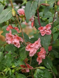 Clarkia Crown Double Mix by Bishy Barnabees Cottage Garden Ltd features hardy annual branches with dark green leaves and layered, double clusters of pink ruffled flowers and buds set against a softly blurred background.