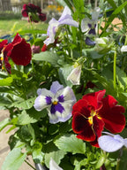 Sunlit Viola Cornuta Large Flower Mix in red, purple, white and maroon