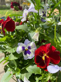 Close-up of Viola Cornuta Large Flower Mix by Bishy Barnabees Cottage Garden, showcasing vibrant red, purple, white, and maroon edible blossoms amid green leaves. Sunlit petals create a cheerful and lively garden scene.