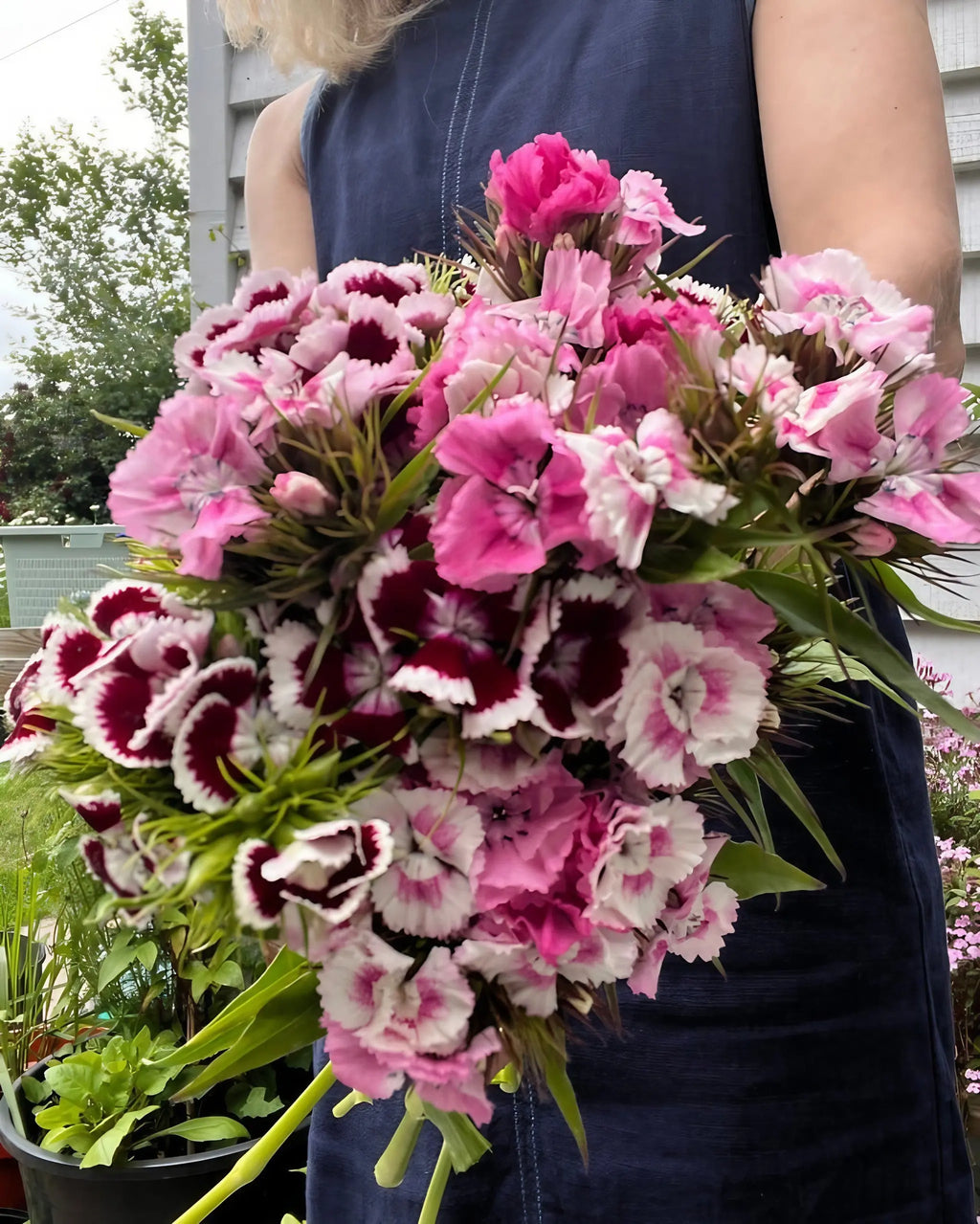Outdoors, a person in a sleeveless blue dress holds a large bouquet of Sweet William Auricula Eyed Mixed from Bishy Barnabees Cottage Garden—pink, white, and burgundy flowers with green plants and a building in the background.