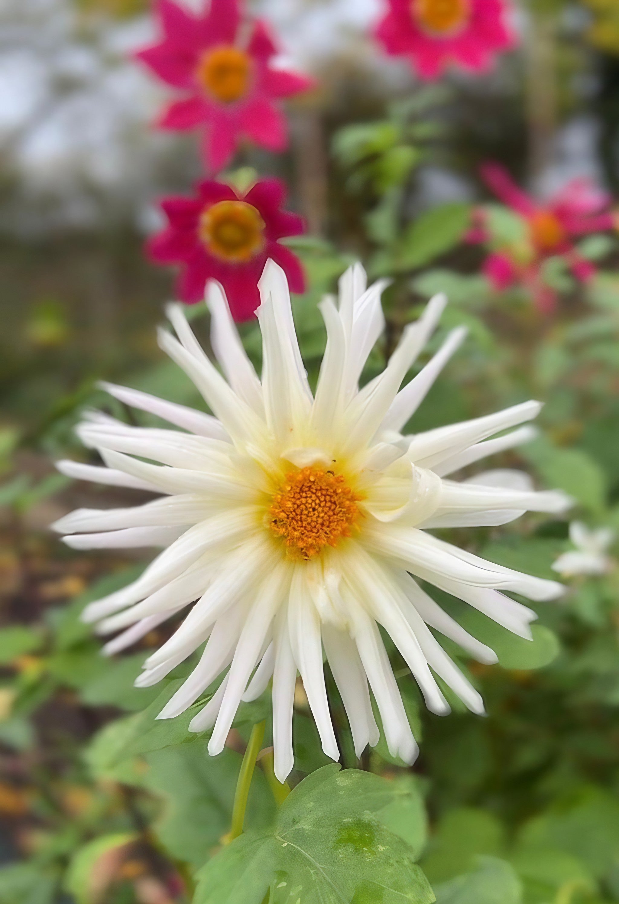 Cactus dahlia displaying white and yellow hues with a backdrop of red petals