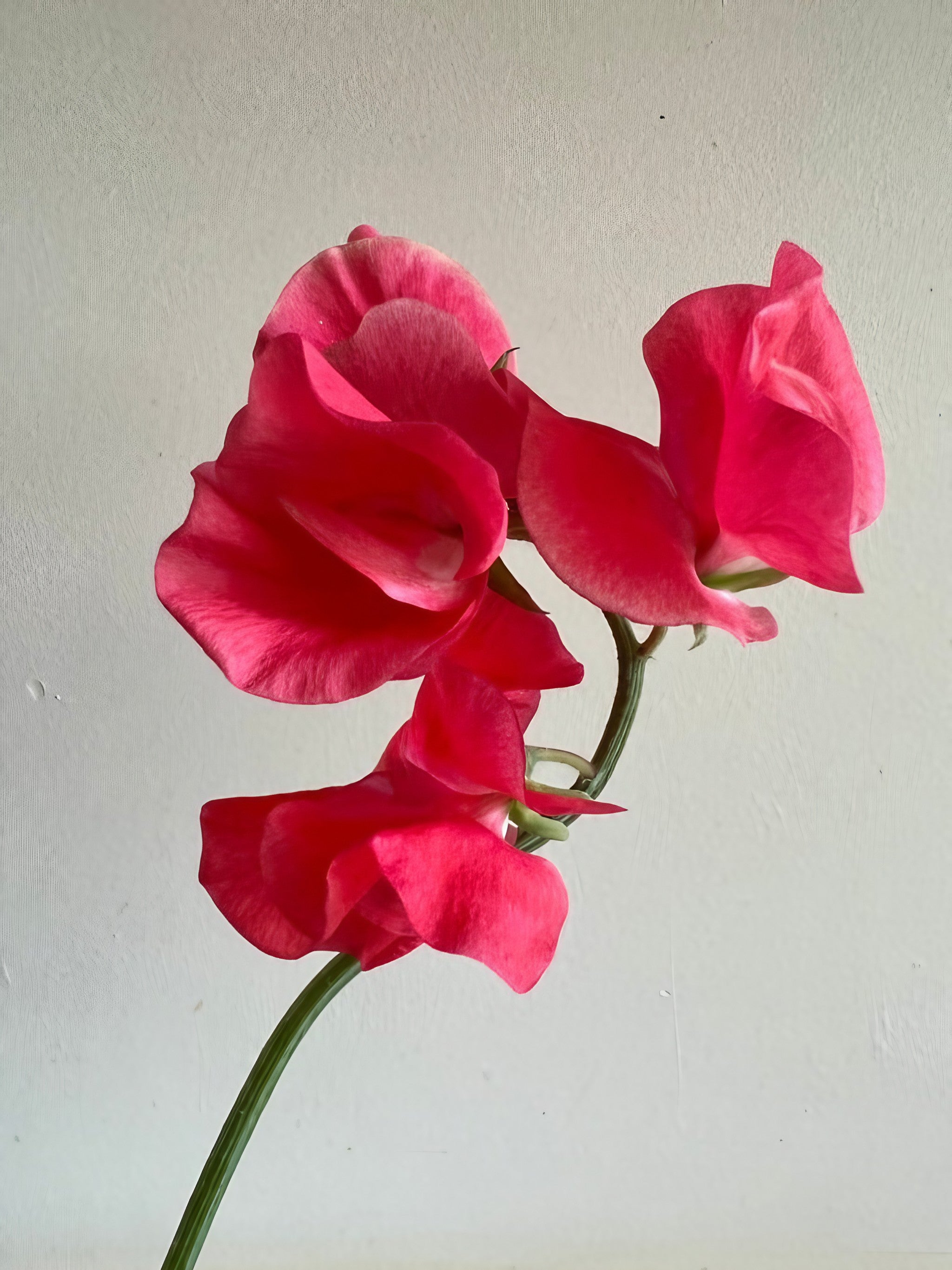 Sweet Pea Mammoth Rose Pink flowers arranged in a vase on a tabletop