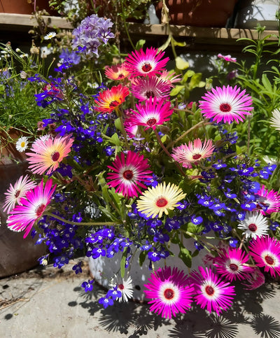 A vibrant garden scene features pink, purple, and yellow Bishy Barnabees Cottage Garden Mesembryanthemum Harlequin flowers among small blue blossoms in sunlight, with potted plants and lush blooms in the background.