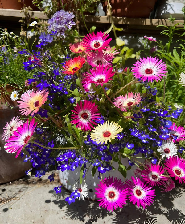 A vibrant garden scene features pink, purple, and yellow Bishy Barnabees Cottage Garden Mesembryanthemum Harlequin flowers among small blue blossoms in sunlight, with potted plants and lush blooms in the background.