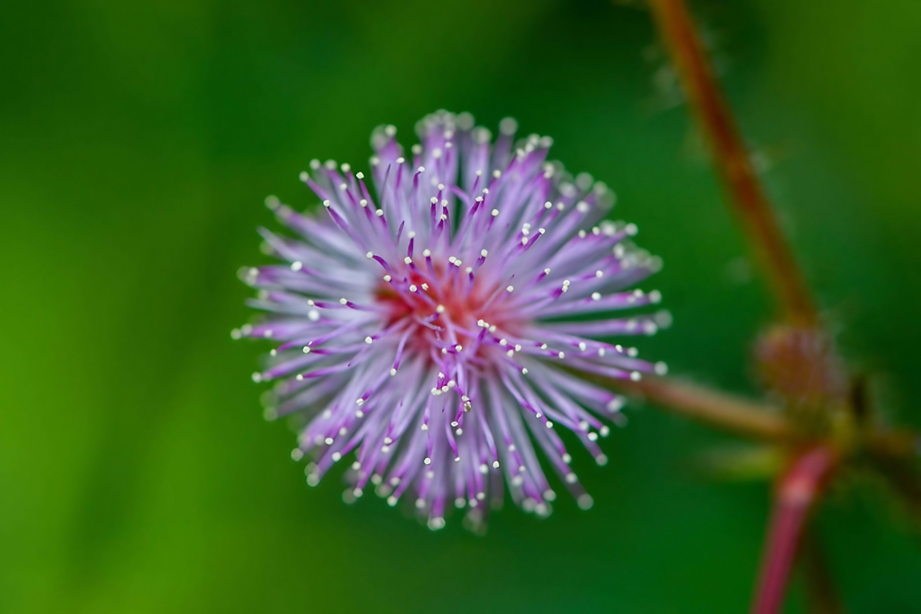 Detailed view of a Mimosa Pudica flower showcasing purple petals with white speckles