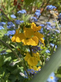Close-up of Bishy Barnabees Cottage Garden's Wallflower Cloth of Gold, featuring vibrant yellow blooms among blue flowers and green leaves, sunlit for a lively cottage garden display.