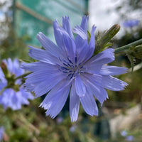 Close-up of Chicory Wild by Bishy Barnabees Cottage Garden Ltd—light purple, drought-tolerant perennial flower in bloom with detailed petals and stamens, set against a blurred natural green background.