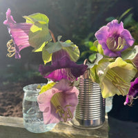 A bunch of Bishy Barnabees Cottage Garden Ltd Cobaea scandens Purple’s bell-shaped blooms is arranged in a shiny tin can beside a clear glass jar, with sunlight from the left and a blurred garden background.