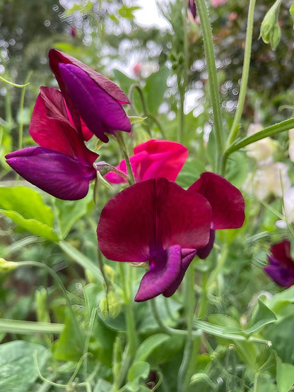 Arrangement of Sweet Pea Old Spice Starry Night flowers in a glass vase on a table