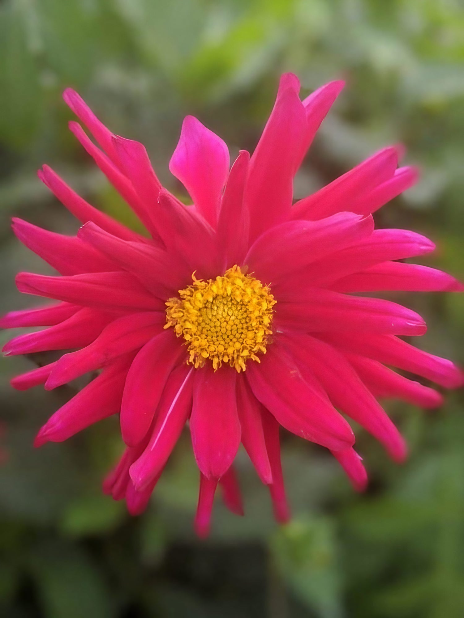 Vibrant cactus dahlia with crimson petals and a golden core