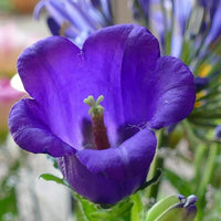 A close-up of a vibrant purple bell-shaped flower in bloom, grown from Bishy Barnabees Cottage Garden Ltd Canterbury Bells Crown Single Mixed seeds, with a green stem and a blurred floral background.
