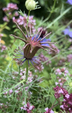 A close-up of Nigella hispanica by Bishy Barnabees Cottage Garden, featuring architectural seed pods, thin leaves, and royal violet-blue flowers against blurred green foliage.