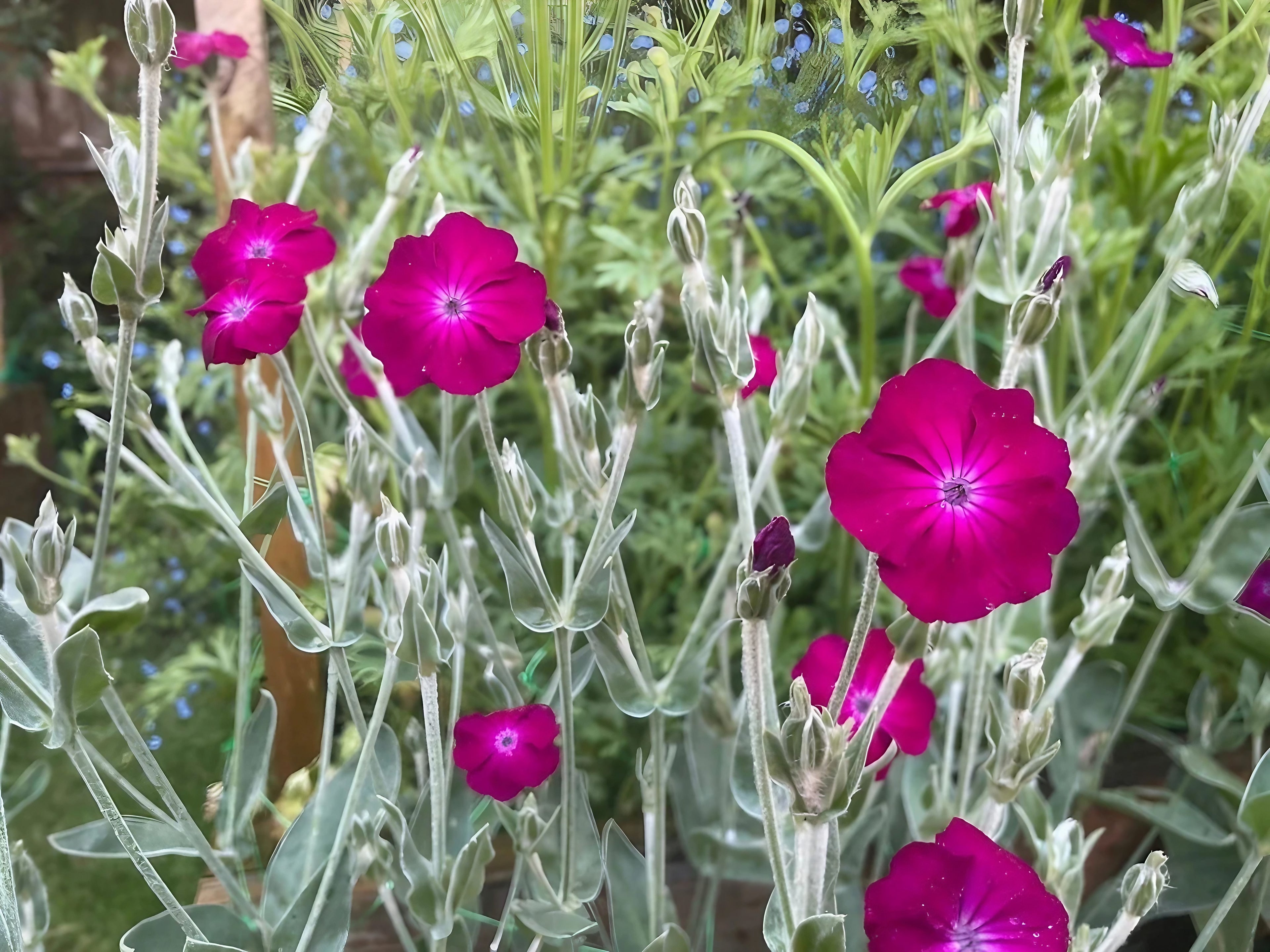 Magenta blooms of Rose Campion plant surrounded by green foliage