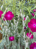 Rose Campion