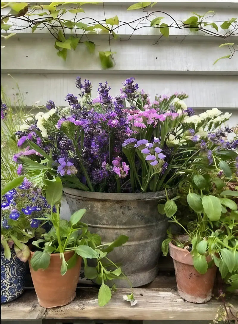 A large metal bucket of Bishy Barnabees Cottage Garden Statice Hipster Mixed, with purple, pink, and white everlasting blooms, sits on a wooden shelf among green potted plants and flowers against a white siding wall with a vine overhead.