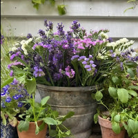 A large metal bucket of Bishy Barnabees Cottage Garden Statice Hipster Mixed, with purple, pink, and white everlasting blooms, sits on a wooden shelf among green potted plants and flowers against a white siding wall with a vine overhead.