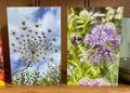 Two blank cards from the Collection of Four Greeting Cards by Bishy Barnabees Cottage Garden Ltd stand upright—one shows a white, umbrella-shaped flower below a blue sky, the other features a bumblebee near a purple bloom with greenery behind.