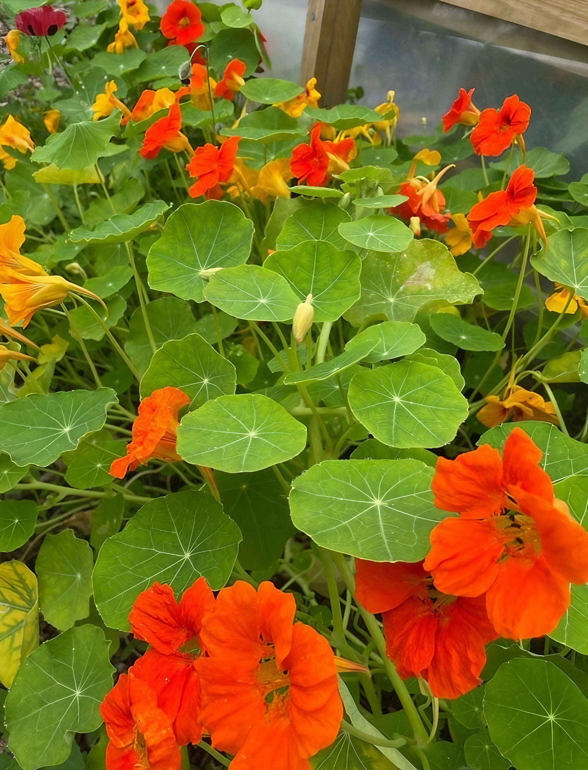 Lush Nasturtium Tom Thumb plants flourishing in an outdoor garden setting