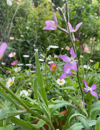 Close-up of a garden with tall purple Stocks Night Scented Lavender by Bishy Barnabees Cottage Garden and small white daisies among lush green foliage, with evening perfume flowers softly blurred in the background.