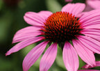 Close-up of Echinacea Bravado by Bishy Barnabees Cottage Garden, featuring vibrant rosy-purple petals and a spiky orange-brown center against a blurred green backdrop.