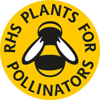 A yellow circular logo features a black and white bee and "RHS PLANTS FOR POLLINATORS" text, ideal for highlighting Gypsophila Covent Garden seeds by Bishy Barnabees Cottage Garden—classic white annuals loved in floral bouquets.