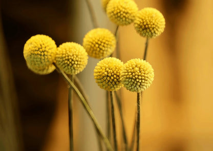 Craspedia Drumstick bouquet in a vase placed on a table