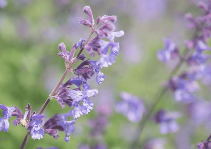 Close-up view of Nepeta Mussinii Catmint showing detailed purple flowers