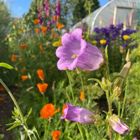 A close-up of a purple bellflower grown from Bishy Barnabees Cottage Garden Ltd's Canterbury Bells Crown Single Mixed seeds, surrounded by orange poppies and other cottage flowers in a sunlit garden with blurred green foliage and a greenhouse in the background.