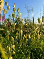 Close-up of delicate, light green Briza Maxima - Quaking Grass seeds from Bishy Barnabees Cottage Garden Ltd, softly lit by golden sunlight with a blurred meadow grass background and bright blue sky.