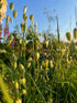 Briza Maxima grass in its natural habitat, showcasing the unique texture of its flowers and stems