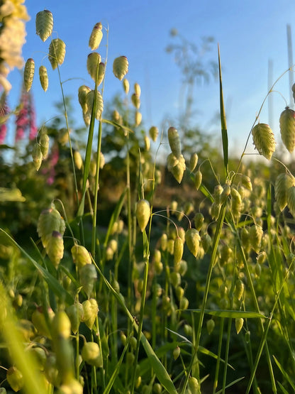 The Winter Seed Collection