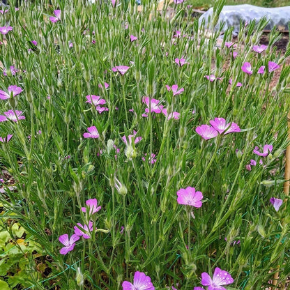 Agrostemma githago plants with vibrant purple blooms in a garden setting