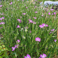 Corncockle by Bishy Barnabees Cottage Garden Ltd features tall green stems with clusters of small, bright pink British wildflowers, blooming in garden settings with visible rocks and soil in the background.
