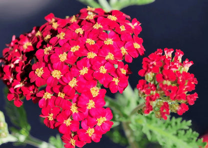 Close-up view of Achillea Millefolium Rubra Red with vibrant red petals and yellow centers