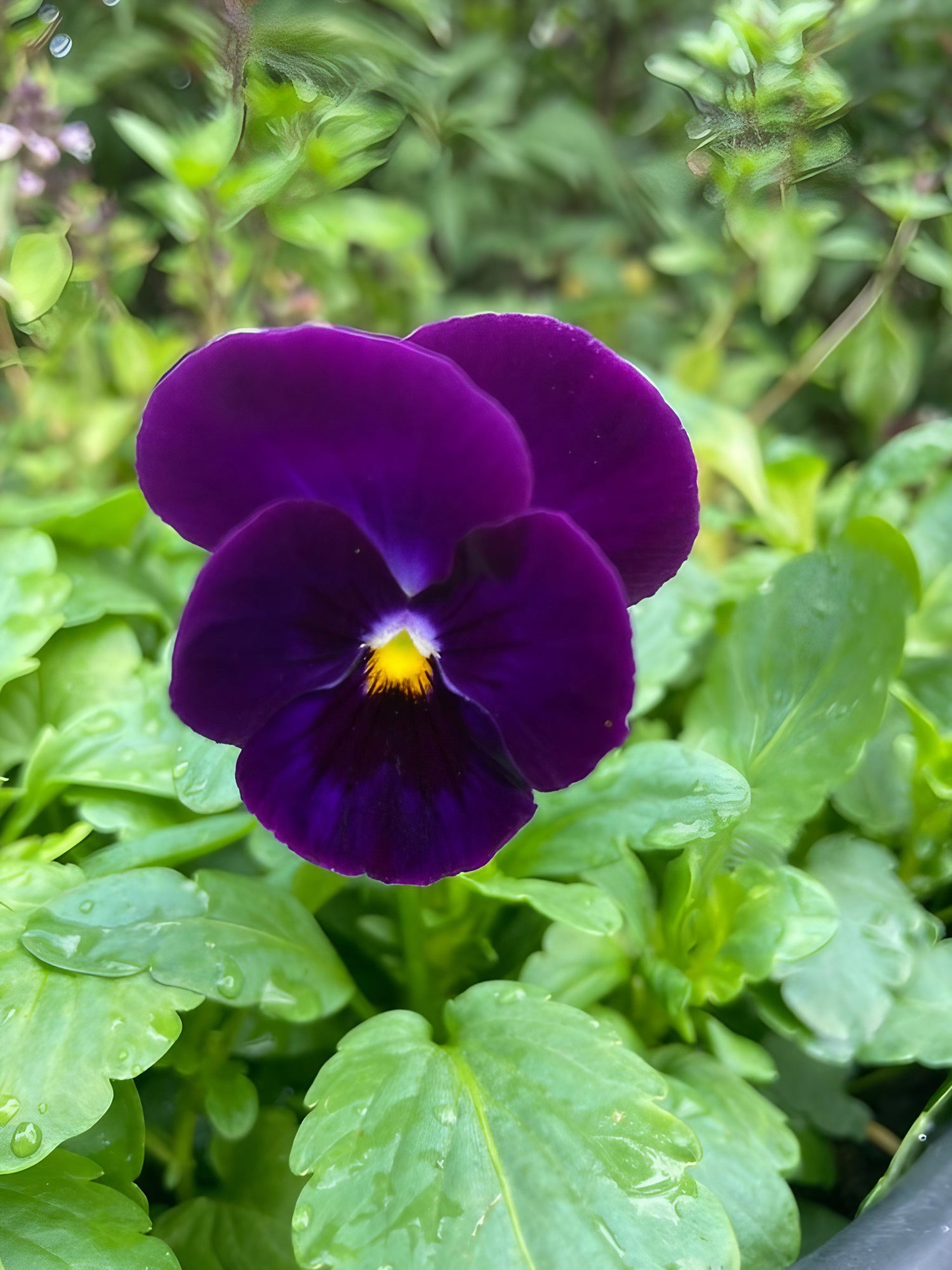 Potted Pansy Swiss Giant Berna Velvet Blue with prominent purple blooms