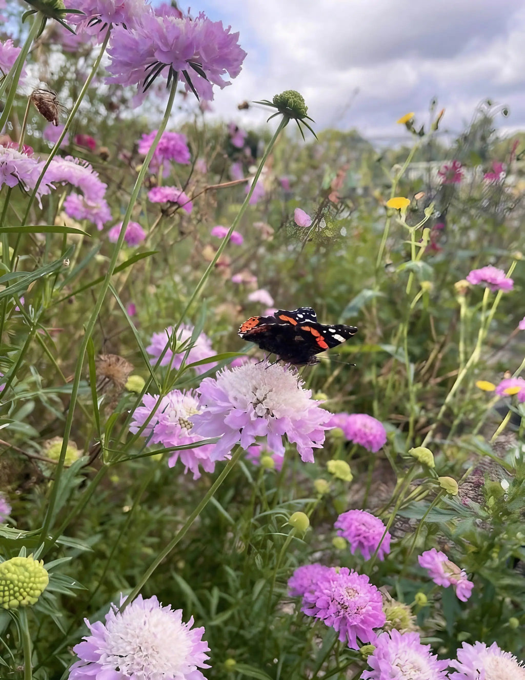 A black and orange butterfly rests on a light purple flower from Bishy Barnabees Cottage Garden's Meadow Flower Collection, surrounded by colorful wild blossoms and green stems under a cloudy sky.