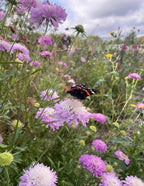 A black and orange butterfly rests on a light purple flower from Bishy Barnabees Cottage Garden's Meadow Flower Collection, surrounded by colorful wild blossoms and green stems under a cloudy sky.