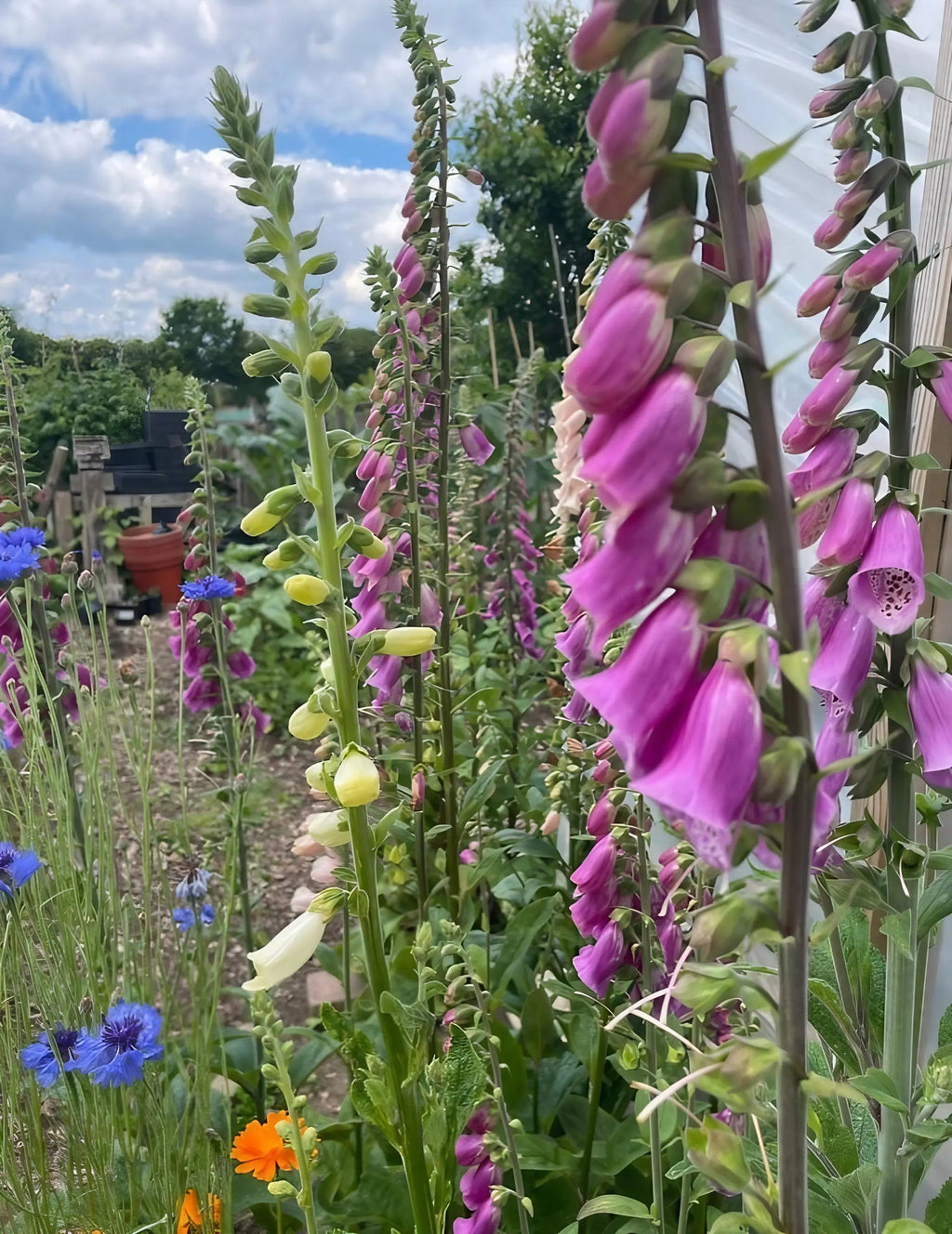Tall purple and yellow foxgloves from the Foxglove Bishy Barnabee Mix by Bishy Barnabees Cottage Garden bloom in a woodland garden among blue cornflowers, wildflowers, green trees, and a partly cloudy sky.
