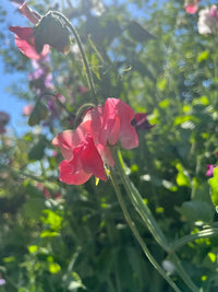 Close-up of Sweet Pea Parfume Edith Flanagan by Bishy Barnabees Cottage Garden Ltd, showing fragrant Spencer-type blooms in sunlight, with green stems and leaves. The image has a soft, dreamy feel and a hint of blue sky above.