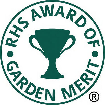 Orlaya Grandiflora plant awarded the RHS Garden Merit
