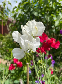 Close-up of a white Sweet Pea Swan Lake flower by Bishy Barnabees Cottage Garden in sunlight, with a blurred garden background of red and purple flowers—a lovely inspiration for elegant wedding bouquets.