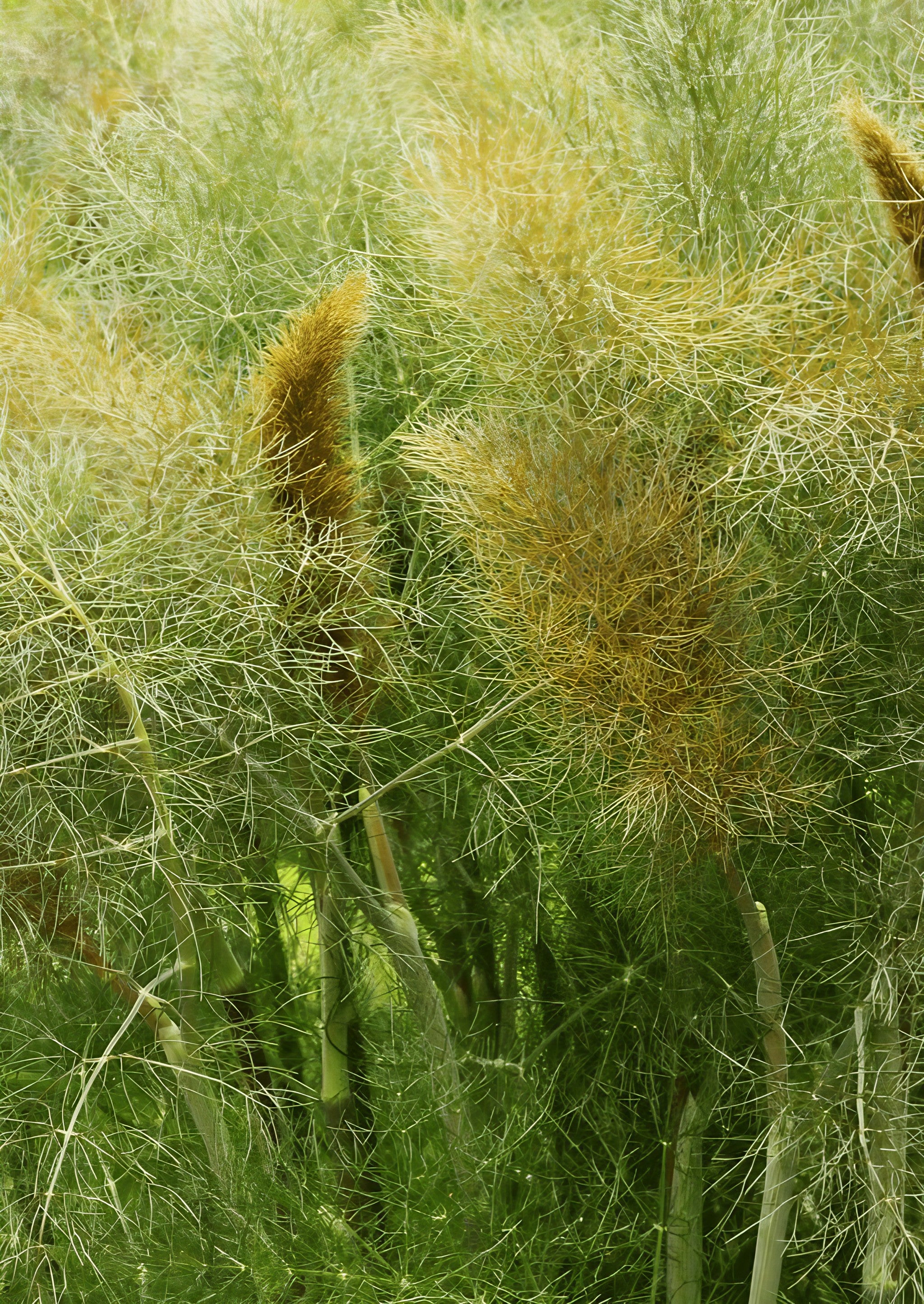 Close-up of Bronze Fennel foliage with feathery leaves