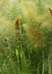 Bronze Fennel by Bishy Barnabees Cottage Garden Ltd features tall, feathery green and yellow plants with anise-scented foliage, growing densely in natural light—an attractive pollinator plant for any garden.
